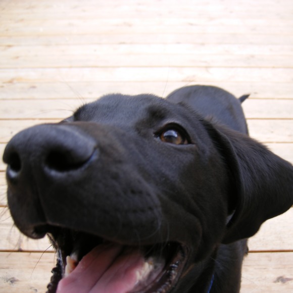 maggie2dogs